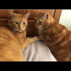 Meet your Posher, Sharon